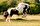 Çingene Atı Seçici üreme teknikleri ile İngiltere ve İrlanda'da çingene erkekler ve aileler tarafından oluşturulmuştur. Bunun amacı hem güzel hemde baş edilecek derece uysal, az yemek ve su ile bile verimli bir şekilde çalışacak bir soy yaratmaktır.Bu atlar zeki, uysal, dayanıklı, atletik ve dost canlısıdır. Bu ırka sahip atlar uzun yelek ve kuyrukları, paçalı ayakları ve benekleri ile oldukça ilgi çekicidirler.