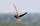 Kanat yapıları bumerang biçiminde olan ebabil kuşları, genel olarak saatler boyunca herhangi bir alana konmadan uçabilme özelliğine sahiptir.
