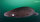 Pasifik uykucu köpek balığı: Pasifik uyuyan köpekbalığı, Kuzey Pasifik'te, Kuzey Kutbu'ndaki kıta sahanlıklarında ve yamaçlarda ve ılıman sularda, yüzeyden 2.000 metre derinliğe kadar bulunan , uyuyan bir köpekbalığıdır. Uzunluğu 4,5 ile 7m'ye kadar ulaşabilir. Diğer köpek balıklarında olduğu gibi gümüş rengi yerine kahve rengi koyu gri renklere sahipler.<br><br>Pasifik uykucuların küçük gözleri vardır. Gelişmiş koku alma duyuları vardır.