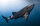 Balina köpek balığı: Yaklaşık 12 metre uzunluğa ve 15 ton ağırlığa sahiptir ve 18 metreye dek büyüyebilen büyük bir balıktır. filtreleyerek beslenir ve plankton ve minik kril veya küçük balıkları yerler.<br><br>Balina köpek balığının 300'den fazla dişi vardır. Bir balina köpek balığının solungaçlarında saatte 6.000 litreden fazla su işlenir.