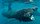 Büyük camgöz köpekbalığı: 10 metre uzunluğa ve 3 ton ağırlığa ulaşabilir. dev büyüklüğünün yanında bir de beş adet dev solungaç aralığıdır. Burnu çok uzundur ve ağzı açık yüzerken yukarıya doğru dikilir.<br><br>Büyük camgöz çoğunlukla tek renklidir ve bu renk genellikle koyu gri ya da siyah olur.