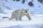 Kutup ayılarının ömrü 20-25 yıl kadardır. Kutup ayıları 100 ila 160 km arasında bir uzaklığa yüzebilirler.