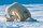 Dünya'da 20.000 ila 25.000 arası kutup ayısı yaşar. ortalama yetişkin bir dişi kutup ayısında bu ağırlık 90 ile 320 kg. arasında değişirken, boyları ise 182 cm ile 245 cm arasında değişir.