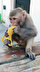 Çevredekiler, polise haber verdi. Bölgeye gelen Çevre, Doğa ve Hayvanları Koruma Büro Amirliği ekipleri, sahibine ulaşamayınca maymunu muz verip besledi. Daha sonra polis merkezine götürülen maymuna 'çiko' ismi verildi