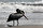 Ölü pelikanlar, başkent Lima başta olmak üzere ülkedeki bazı sahillere vurdu.<br><br>