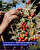Kahve çekirdekleri, ülkenin yüksek dağlarında ya da yaylalarındaki ağaçlardan elde ediliyor