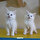 Van'ın önemli değerlerinden, gözlerinin biri mavi, diğeri kehribar renkli olan dünyaca ünlü Van kedileri, 2023 yılının ilk doğumlarında 90 yavru dünyaya getirdi