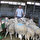 Üniversitenin internet sayfasından duyuru yaparak satışı ilan ettiklerini aktaran Yılmaz, işletme içerisinde 50 anaç kıvırcık koyun ve bu koyunların 75 kuzusu bulunduğunu, kurbanlık vasıfları tutmayanları satışa çıkarmadıklarını vurguladı.