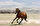 Bölgelerindeki Türkmen atlarının iki çeşit olduğunu belirten Nefespur, şöyle konuştu:<br><br>"Biri Ahalteke diğeri ise Yemut cinsidir. Türkmen atının aslı Yemut'tur. Yemut cinsi sağlam bir bedene sahip ve çok uzun yolculuklara çıkabiliyor. Ahalteke öyle değil. Gösteri atıdır, merasim atıdır."
