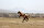 Hazar atından sonra Türkmen atına da aynı hassasiyetle yaklaşan Firuz, soyu tükenmek üzere olan bu at cinsine de gereken önemin verilmesini sağlayarak başka üreticilerin de onları tercih etmesine sebep oluyor.<br>