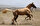 Gülistan Ormanı'nda at gezileri<br><br>Kelale kentinin Süfyan köyünde at yetiştiriciliği yapan Mahmud Nefespur, AA muhabirine, Türkmen atlarını anlattı.
