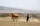 Bugün İran'da yetiştirilen ve 500 bin liranın üstünde fiyatlara alıcı bulabilen Türkmen atlarının yetiştirilmesinde büyük katkısı olan Firuz "Türkmen atının annesi" olarak da kabul ediliyor.<br>