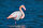 Gediz Deltası, Flamingo'nun Türkiye'de Tuz Gölü ile birlikte ürediği iki alandan biridir