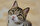 1. Evcil Kedi<br><br>Özgür ruhları ve sevimlilikleriyle sahiplerinin vazgeçilmez dostlarıdırlar. İnsanlarla güçlü bağlar kurarlar ve kolay uyum sağlarlar.<br><br><br>