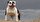 American Bulldog – 305 PSI