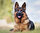 10- German Shepherd (Alman Çoban Köpeği) – 238 PSI<br>