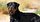 8- Rottweiler – 328 PSI