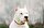 6- Dogo Argentino – 500 PSI<br>