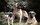 5- English Mastiff – 552 PSI<br>