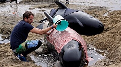 New Zealand warns of exploding whale carcasses after mass stranding