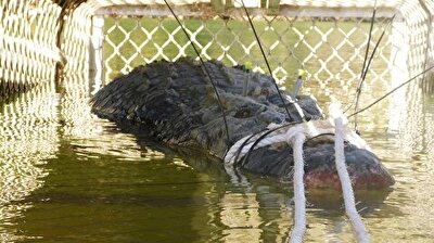 Giant crocodile captured in Australia to stop it going to town