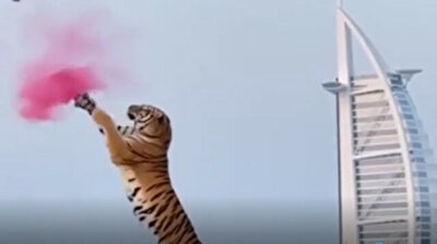 Over the top couple brings tiger to extravagant gender reveal in luxurious Dubai