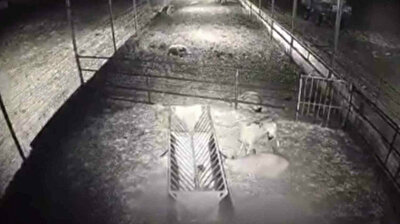 Wolf tears flock of sheep to pieces in western Turkey