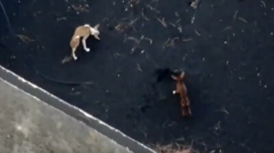 Drones feed hungry dogs trapped by lava on La Palma amid volcano eruption