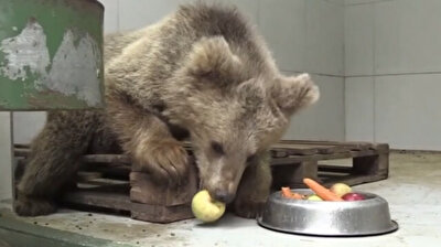 Blind bear cub regains sight thanks to Turkish vets