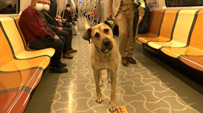 Stray dog named 'Boji' tours Istanbul on public transport every day