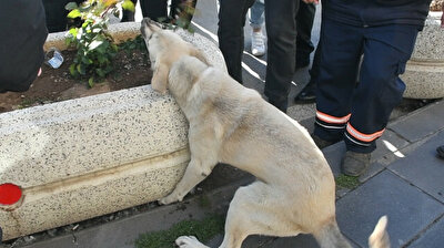 Dog rescued after getting paw stuck under massive concrete flowerpot in Turkey