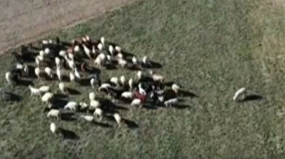 Adorable reunion: Missing cattle located with drone in Turkey