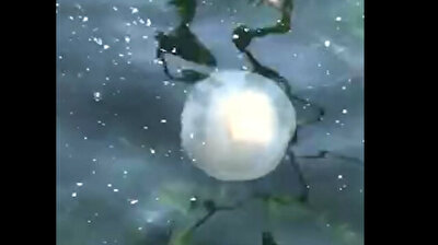 Deluge of gleaming jellyfish takes over Istanbul waters