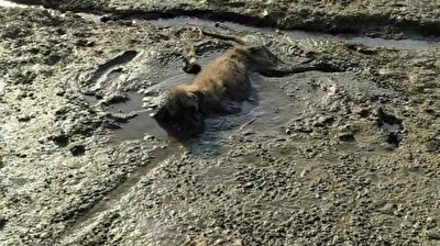 Turkish municipality rescues poor dog stuck in mud and goo