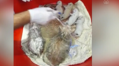 Turkish firefighters save cats' life with oxygen treatment after fire