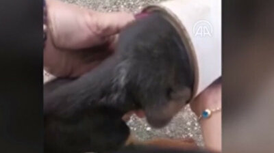 Animal-loving Turkish woman rescues puppy with head stuck in tin can