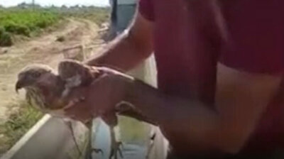 Turkish farmer resuscitates dying Hawk that ingested hot pepper