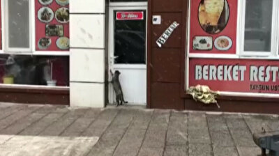 Clever cat tries to get inside restaurant to escape cold in Turkey