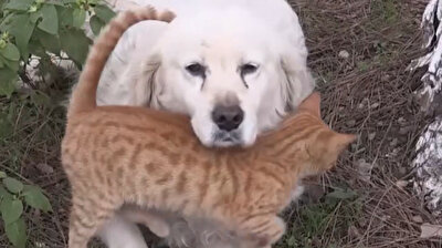 Cat and dog's wonderful friendship warms hearts in Turkey
