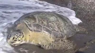 Sea turtles in southern Turkey released to sea after recovery