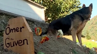 Loyal dog won't leave its deceased owner’s grave in Turkey