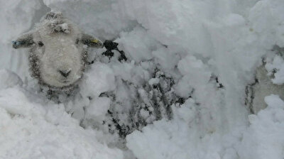 UK farmer digs out adorable sheep from under snowdrift