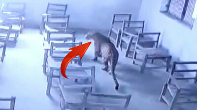 Leopard wanders into classroom, attacking terrified student in India