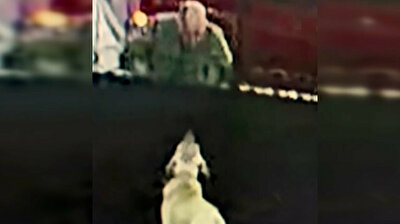 Crazy thief steals dog by throwing it over wall in Turkey