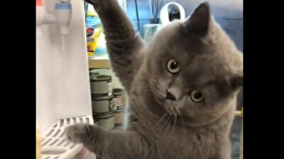 Mind your own business Garfield: Talented cat drinks from water dispenser