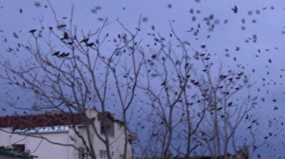 Sky turns black as a murder of crows invade western Turkey