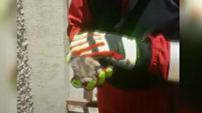 Turkish firefighters rescue kitten stuck in chimney