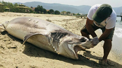 Huge corpse of cow shark washes up on Turkey shore