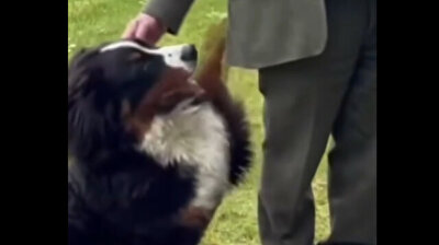 Please, give me attention: Irish president's dog steals limelight during interview