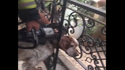 Turkish firefighters free stray dog with head stuck in iron railings